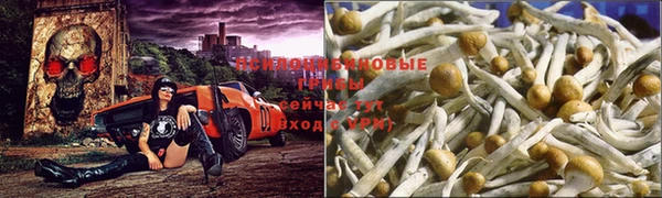 ПСИЛОЦИБИНОВЫЕ ГРИБЫ Володарск